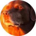 TRIP_HAZARD badge icon